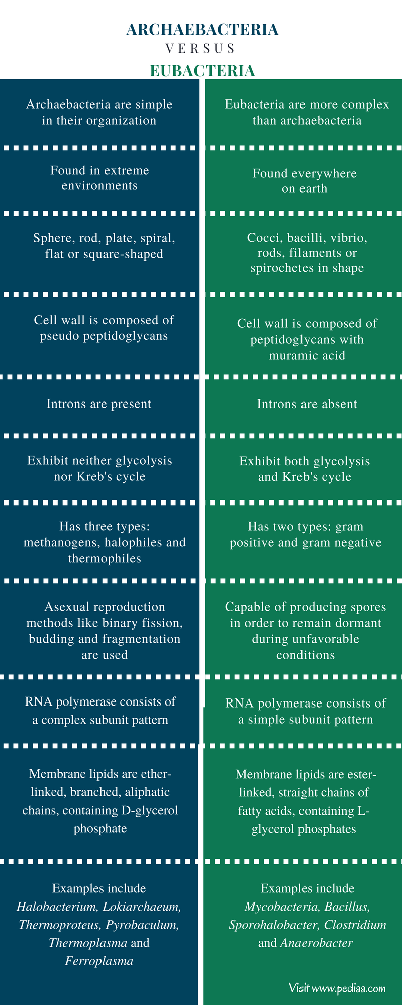 Différence entre les Archaebactéries et les Eubactéries - Résumé comparatif