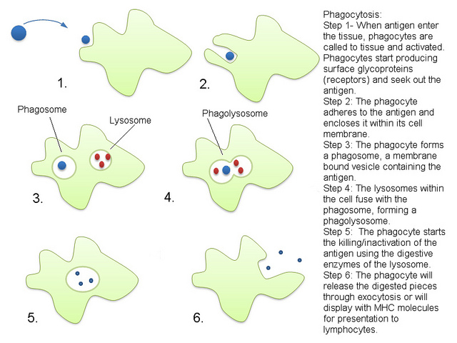 Difference Between Autophagy and Phagocytosis