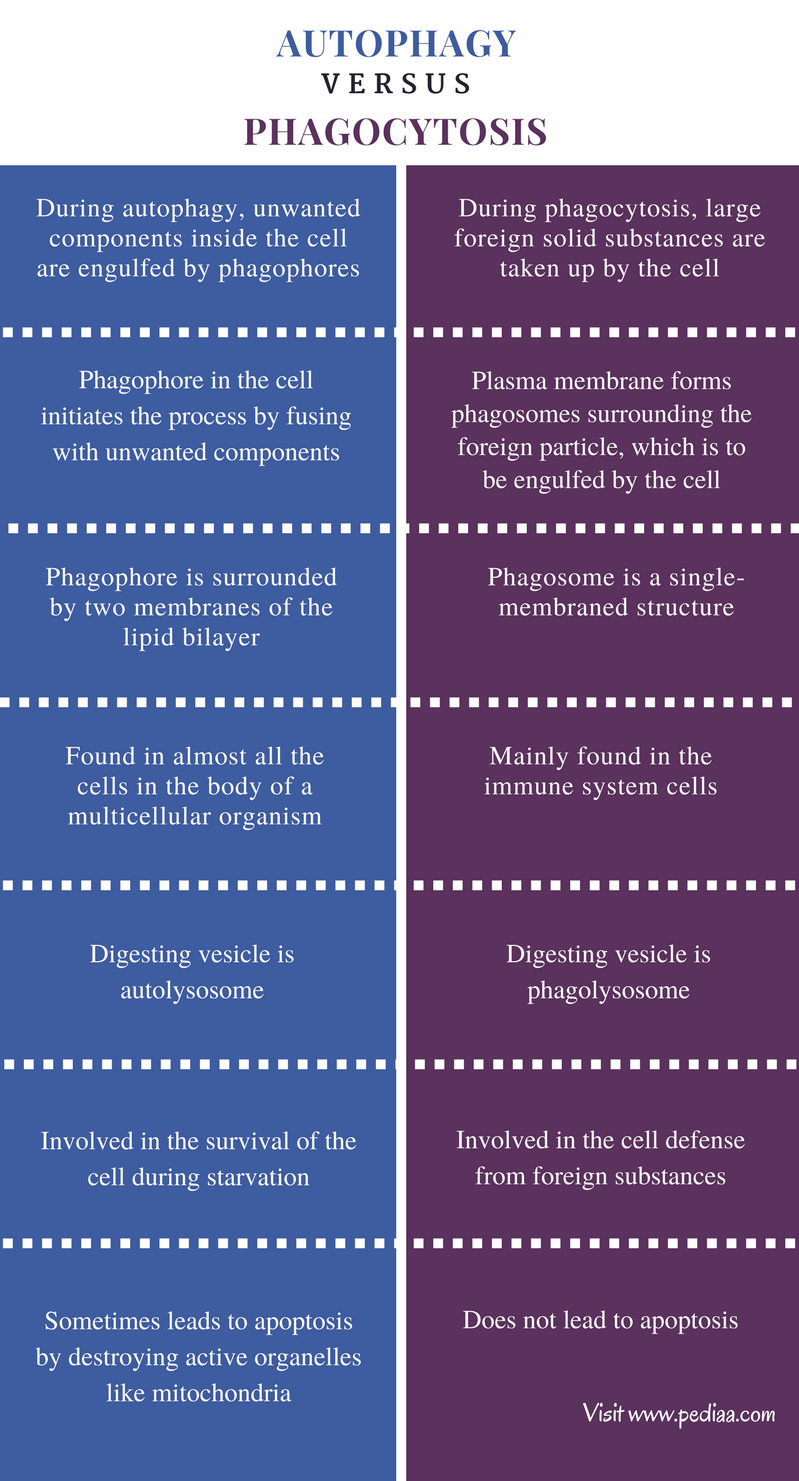 Difference Between Autophagy and Phagocytosis - Pediaa.Com