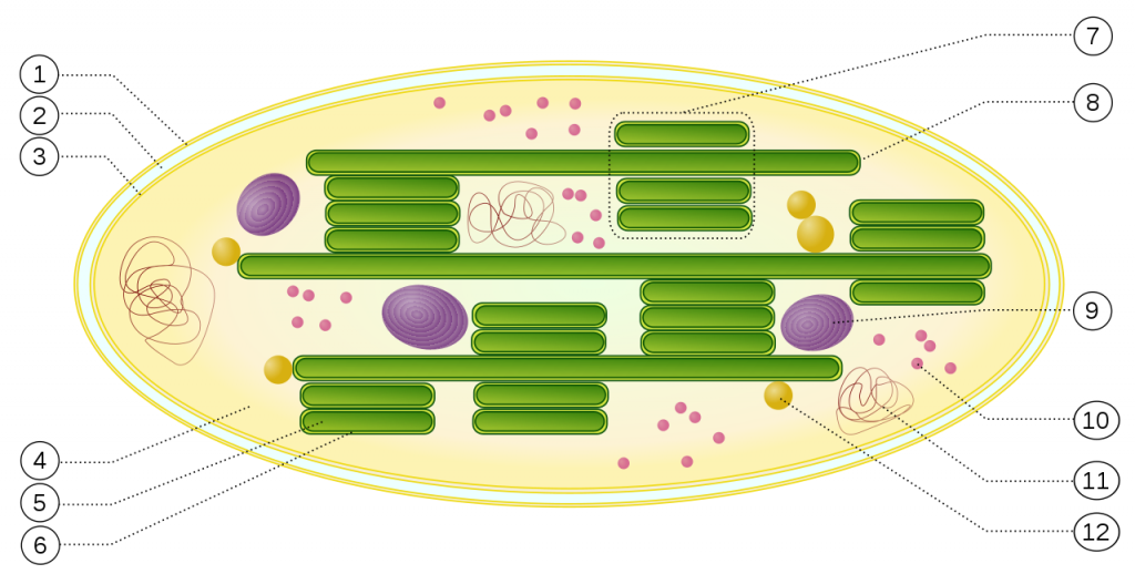 Difference Between Chlorophyll And Chloroplast | Definition ...