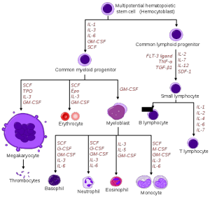 Difference Between Cytokines and Chemokines | Structure, Types, Function