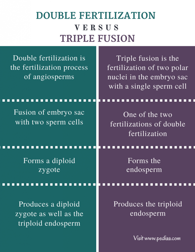 Difference Between Double Fertilization and Triple Fusion Definition