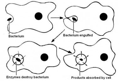Difference Between Endocytosis and Exocytosis | Types, Mechanism, Function