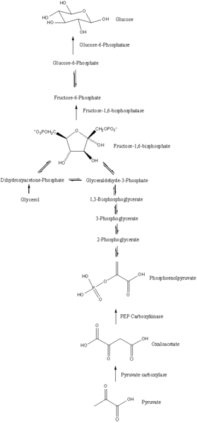 Key Difference - Glycolysis vs Gluconeogenesis