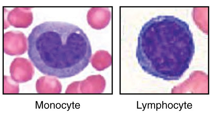 Hoofdverschil - Granulocyten vs Agranulocyten