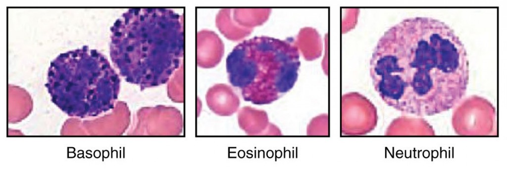 Difference Between Granulocytes and Agranulocytes | Definition ...