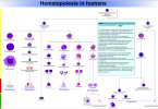 Difference Between Hematopoiesis and Erythropoiesis