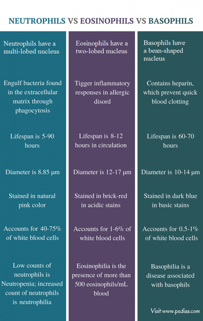 Difference Between Neutrophils Eosinophils and Basophils | Structure