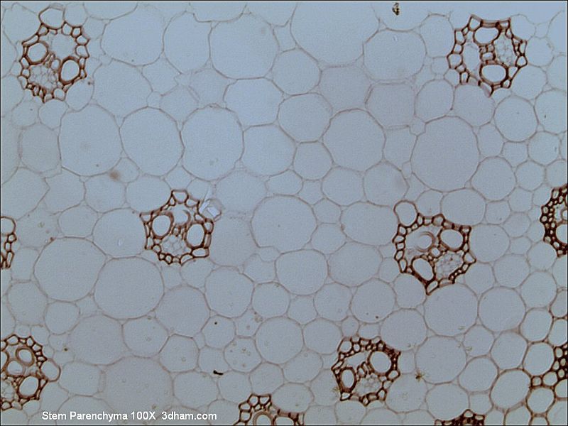 Difference Between Parenchyma Collenchyma and Sclerenchyma