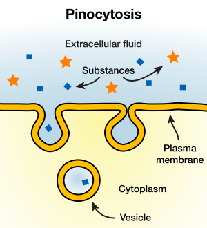 Difference Between Phagocytosis and Pinocytosis 3 Phagocytosis vs Pinocytosis