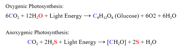 Difference Between Oxygenic And Anoxygenic Photosynthesis