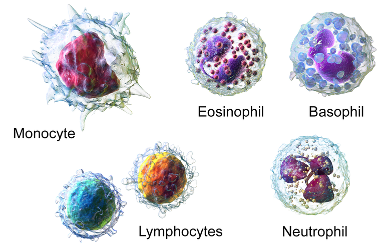 Difference Between Red Blood Cells and White Blood Cells ...