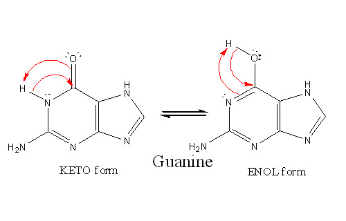 Main Difference - Adenine vs Guanine