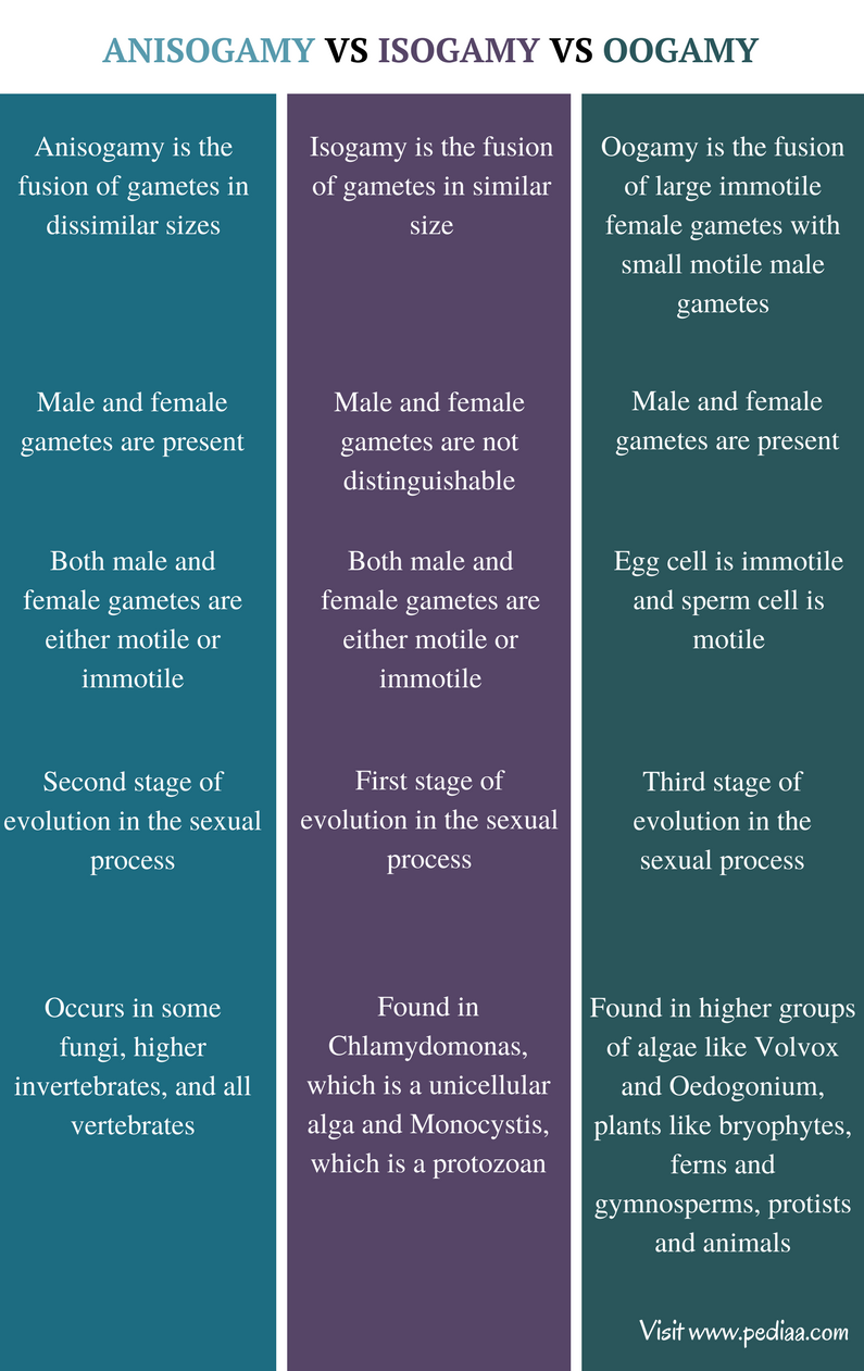 Difference Between Anisogamy Isogamy And Oogamy