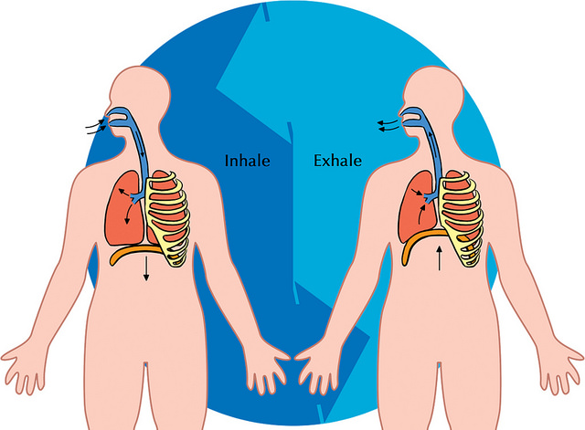 Difference Between Breathing and Respiration 
