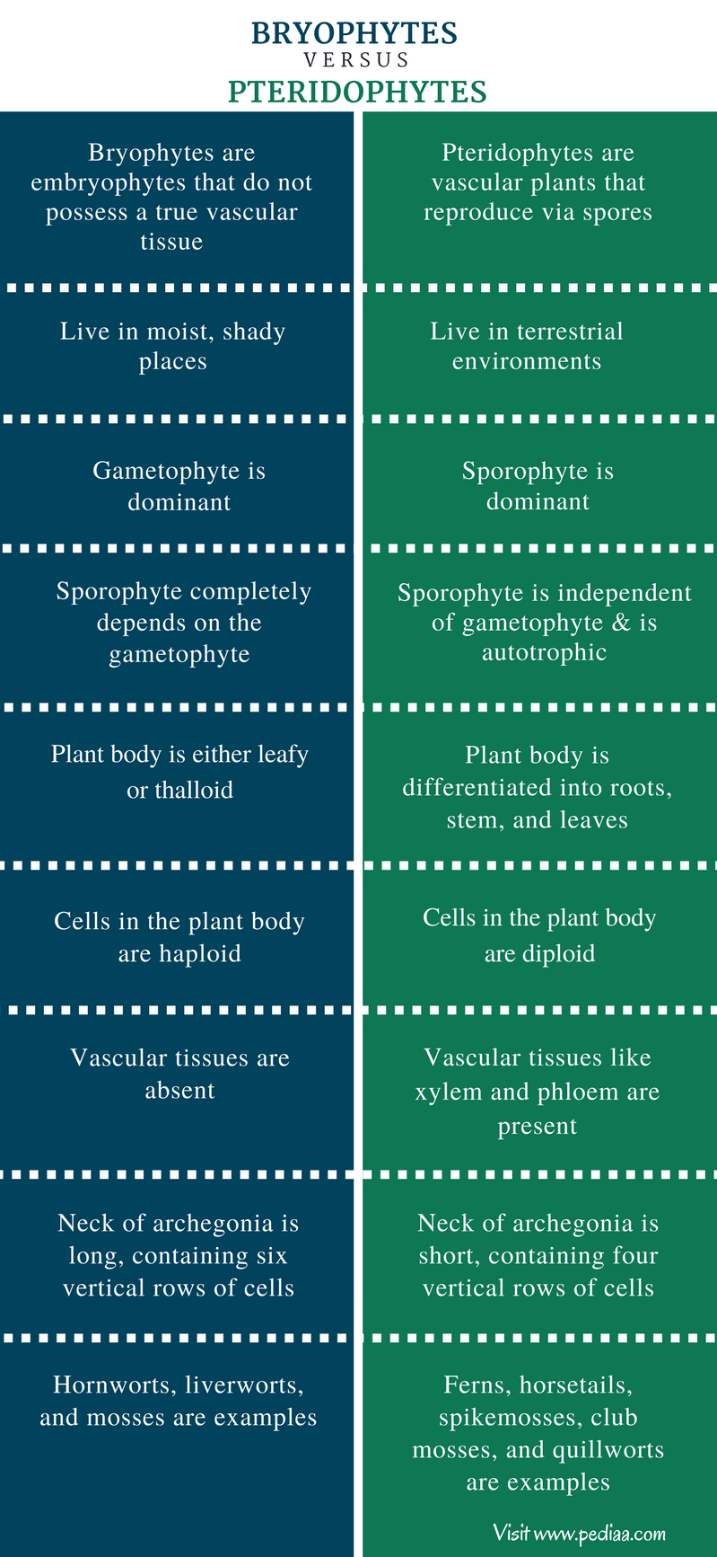 Difference Between Bryophytes And Pteridophytes