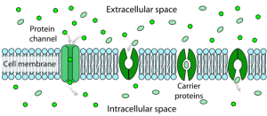 Difference Between Channel and Carrier Proteins | Characteristics ...