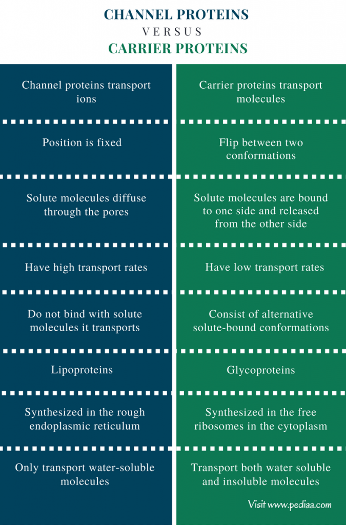 Difference Between Channel and Carrier Proteins Characteristics