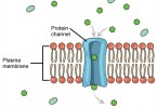 Difference Between Channel and Carrier Proteins | Characteristics ...