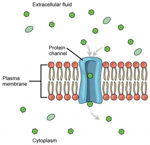 proteins