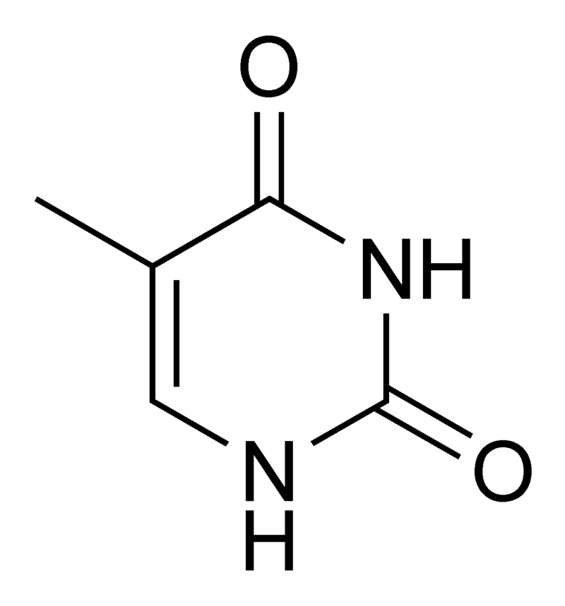 Main Difference - Cytosine vs Thymine