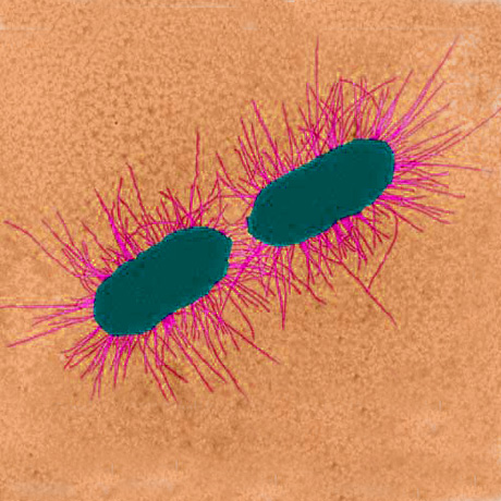 Difference Between Flagella and Pili | Structure, Characteristic ...