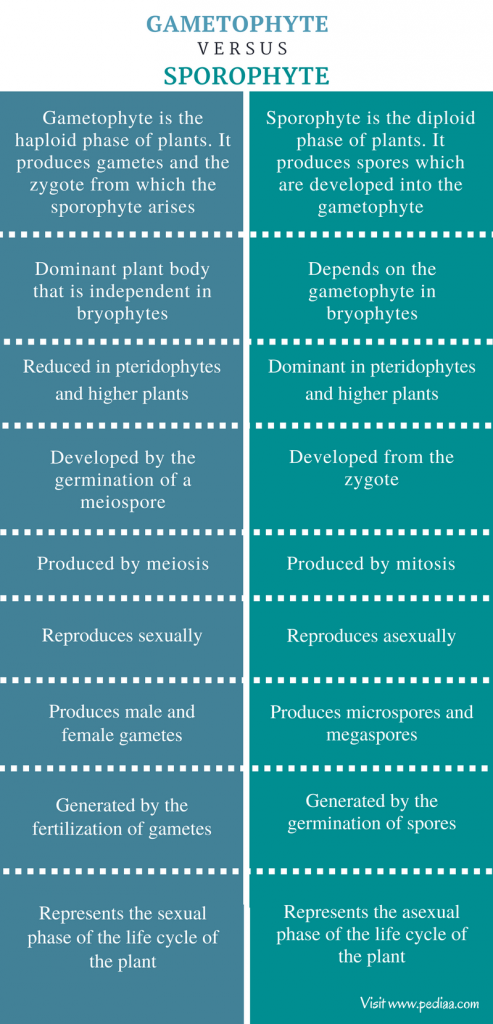 difference-between-gametophyte-and-sporophyte-pediaa-com