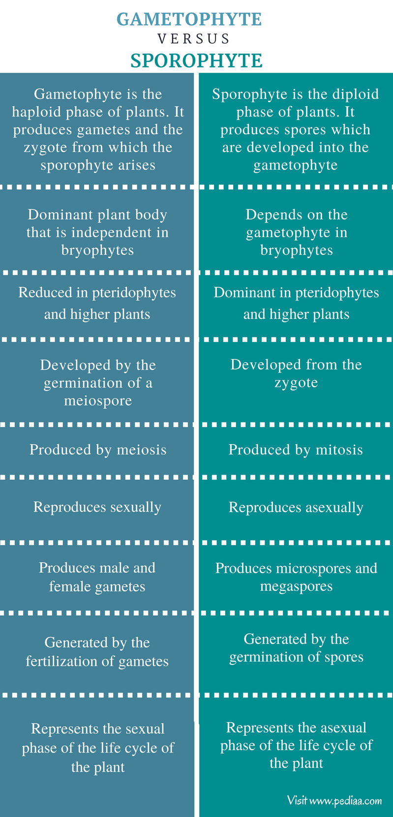 difference-between-gametophyte-and-sporophyte-definition-formation