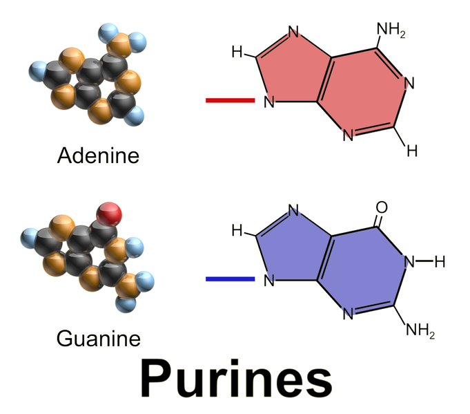 difference-between-purines-and-pyrimidines-definition-structure