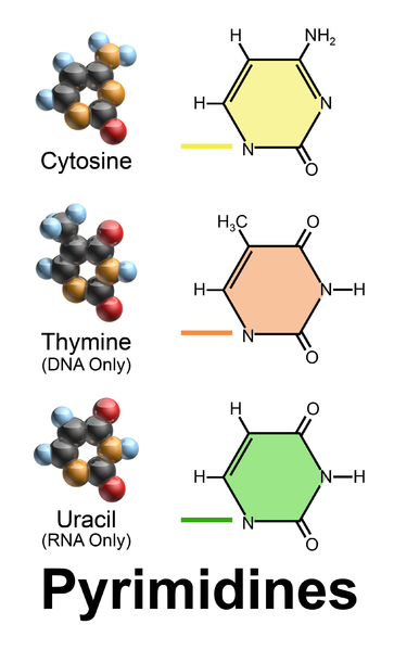 Difference Between Purines and Pyrimidines | Definition ...