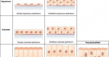 Histology Archives - Pediaa.Com