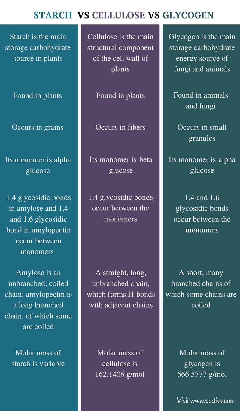 Difference Between Starch Cellulose and Glycogen- Comparison Summary