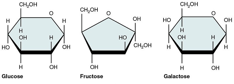 Difference Between Sugar And Starch Definition Structure