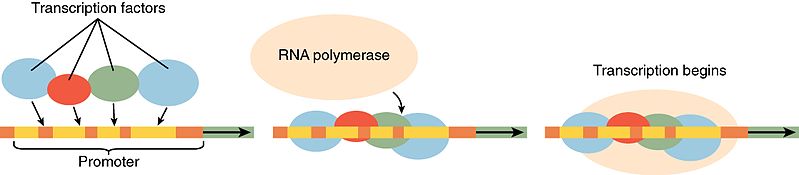 How do Transcription Factors Bind to DNA - 1