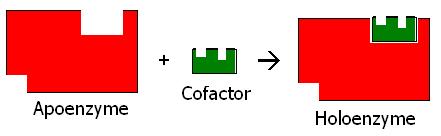 What is the Active Site of an Enzyme - 2