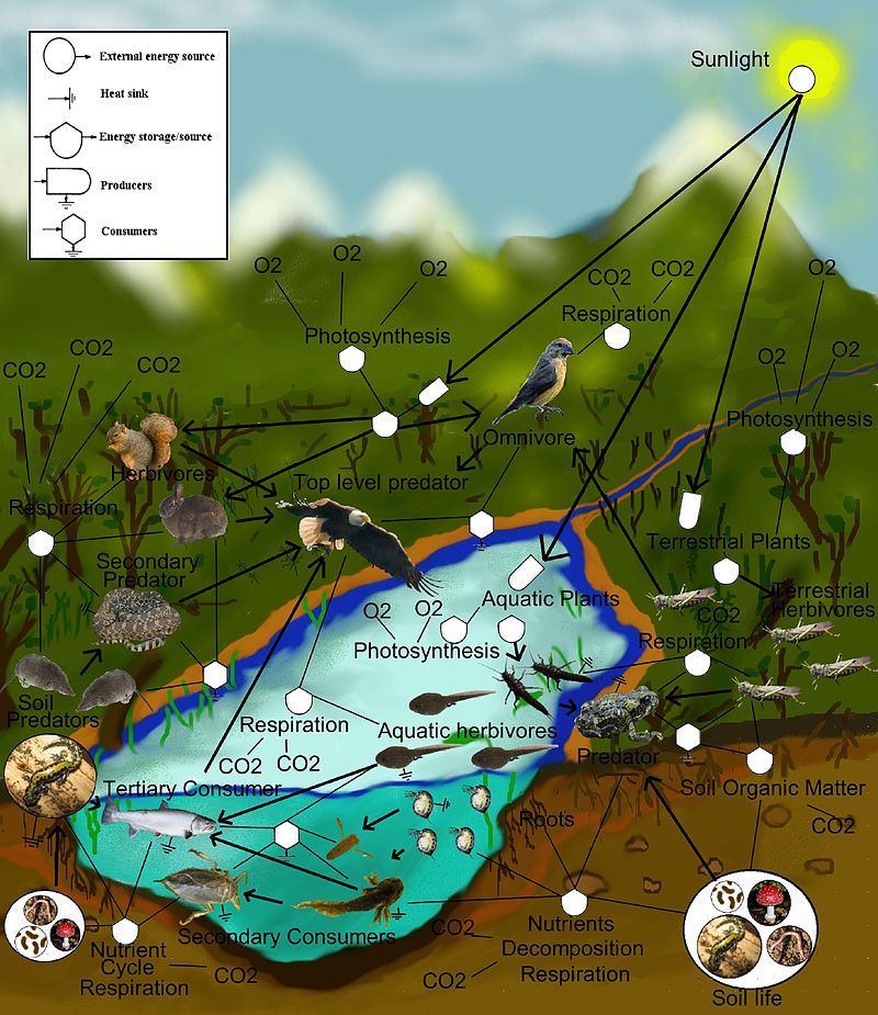 Difference Between Biotic And Abiotic Definition Components 