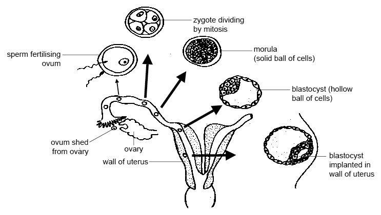 主な違い-胚盤胞と原腸