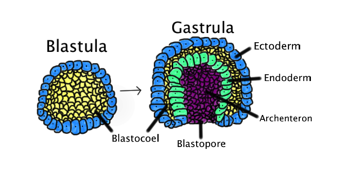 forskel mellem Blastula og Gastrula