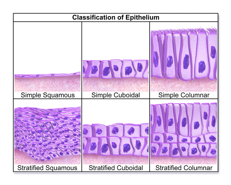 Difference Between Epithelial and Mesenchymal Cells 
