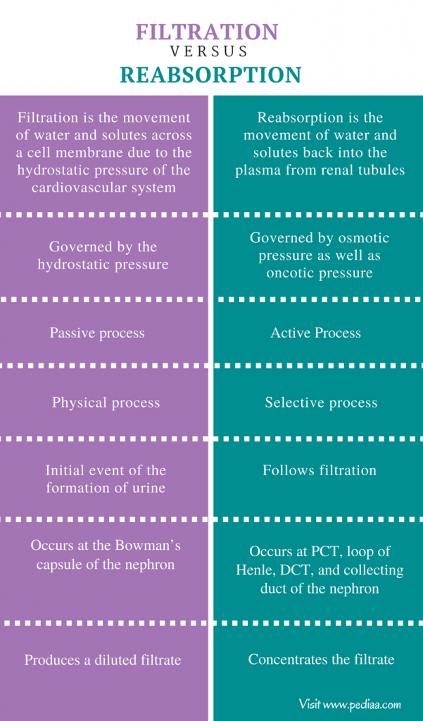 Difference Between Filtration and Reabsorption | Definition, Process