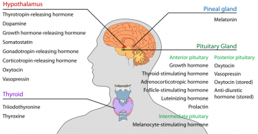 Compare Hormones And Neurotransmitters Archives - Pediaa.Com