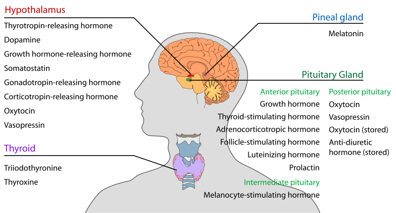Difference Between Hormones and Neurotransmitters 