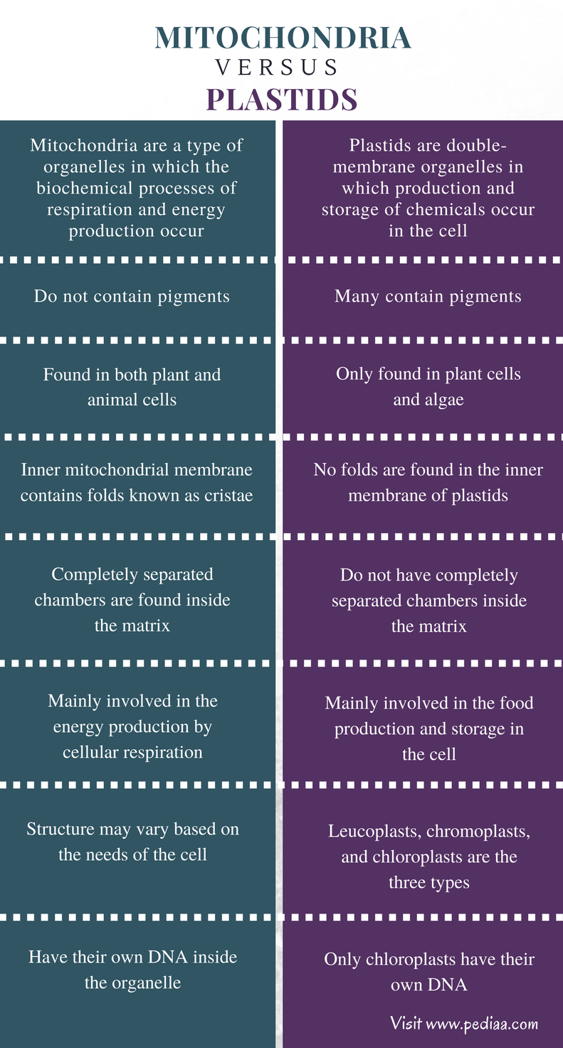 Difference Between Mitochondria and Plastids | Definition