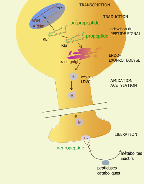 Difference Between Neuropeptides and Neurotransmitters 