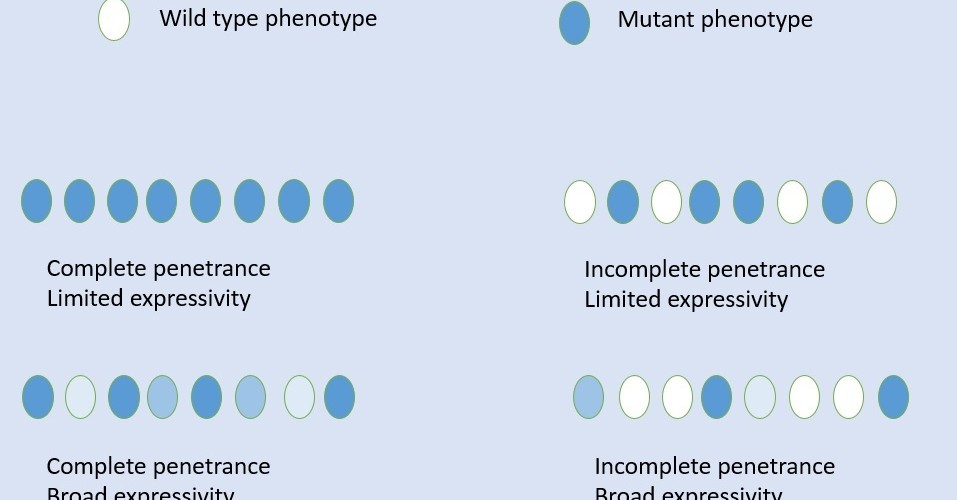 Dominant Allele Archives Pediaa Com dominant-allele-archives-pediaa-com