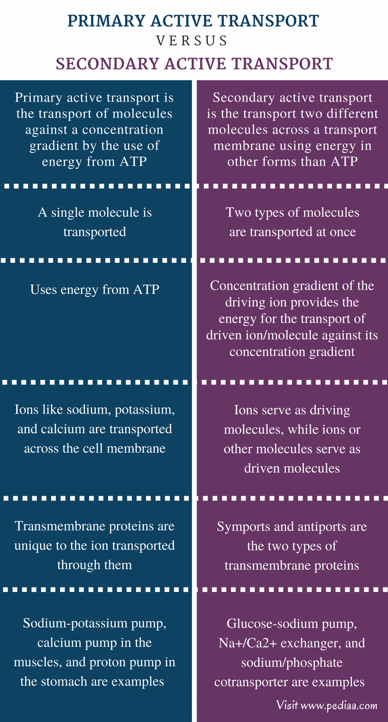 difference-between-primary-and-secondary-active-transport-definition-types-characteristics