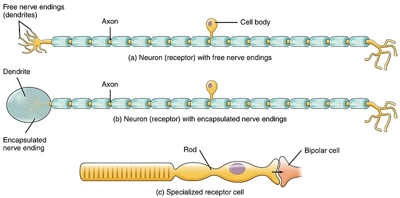 difference-between-sensory-and-motor-neurons-definition-structure