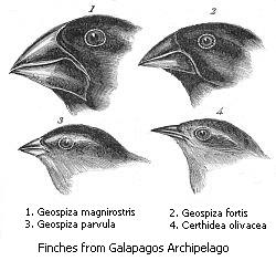 Difference Between Adaptive Radiation and Divergent Evolution