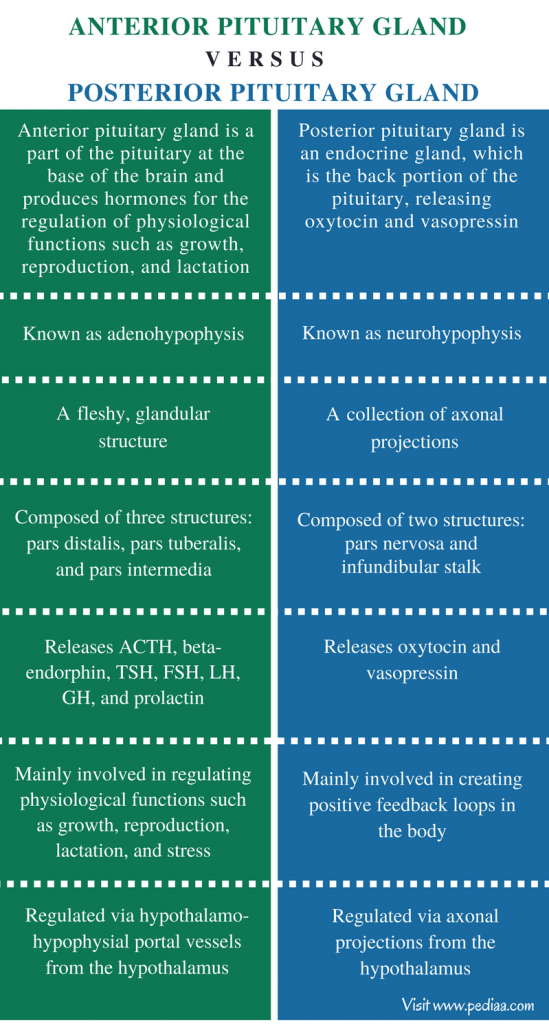 Difference Between Anterior And Posterior Pituitary Gland Definition Anatomy Hormones 4445