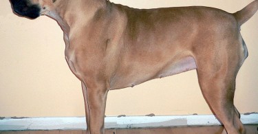 Difference Between Boerboel and Rottweiler
